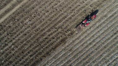 Çiftçiler, Kuzey Chin 'deki taroları toplamak için traktör kullanırlar.
