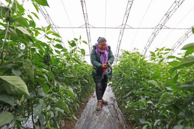 LUANNAN COUNTY, Hebei Eyaleti, Çin - 21 Kasım 2019: Çiftçiler seralarda biber hasat ediyorlar.