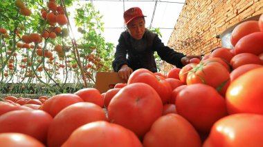 LUANNAN COUNTY, Hebei Eyaleti, Çin - 8 Ocak 2020: Çiftçiler seralarda domates hasat ediyorlar.