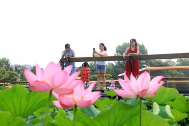 Luannan County, Çin - 15 Temmuz 2019: Ziyaretçiler Demiryolu ile Lotus Çiçeklerinin keyfini çıkarın, Luannan County, Hebei Eyaleti, Chin