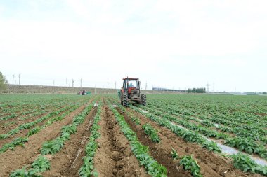 LUANNAN COUNTY, Hebei Eyaleti, Çin - 5 Mayıs 2019: Çiftçiler patates tarlalarında traktör ve ot sürüyorlar.