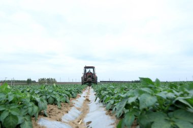 LUANNAN COUNTY, Hebei Eyaleti, Çin - 5 Mayıs 2019: Çiftçiler patates tarlalarında traktör ve ot sürüyorlar.