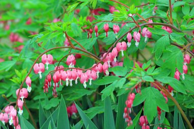 Bahçedeki şakayık çiçeklerini kapat, Çin