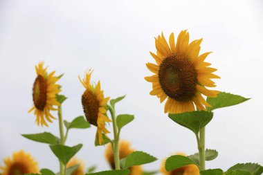 Çiftlikte ayçiçekleri, Çin