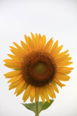 Çiftlikte ayçiçekleri, Çin