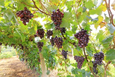 Lulong County, Hebei Eyaleti, Çin 'deki bir çiftlikte olgunlaşmış üzüm.