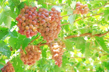 Lulong County, Hebei Eyaleti, Çin 'deki bir çiftlikte olgunlaşmış üzüm.