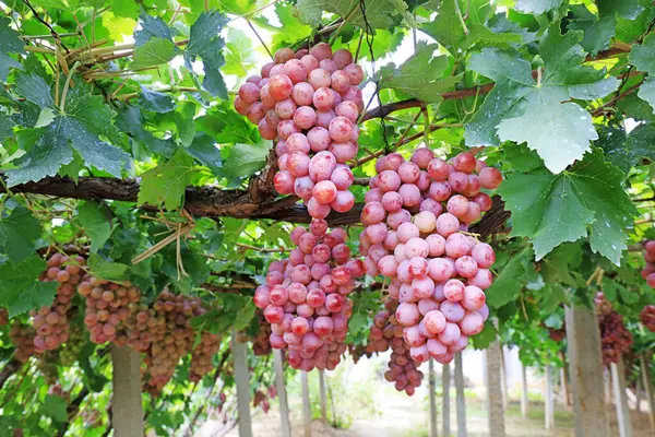 Mature grapes in a plantation in Lulong County, Hebei Province, China