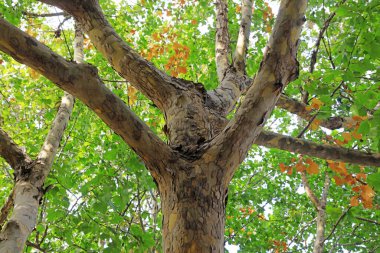 Paulownia Fortei 'nin ağaç gövdesinin yakın fotoğrafını çek.