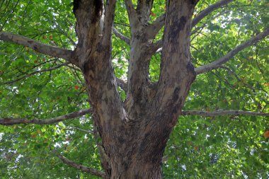 Paulownia Fortei 'nin ağaç gövdesinin yakın fotoğrafını çek.