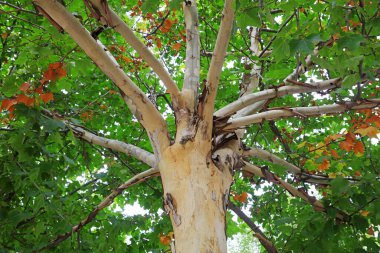 Paulownia Fortei 'nin ağaç gövdesinin yakın fotoğrafını çek.