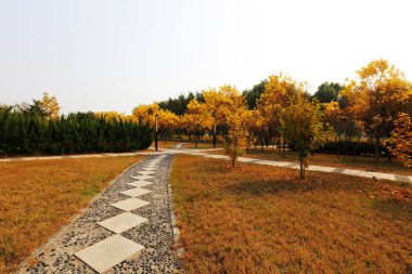 Parktaki Flagstone Yolu