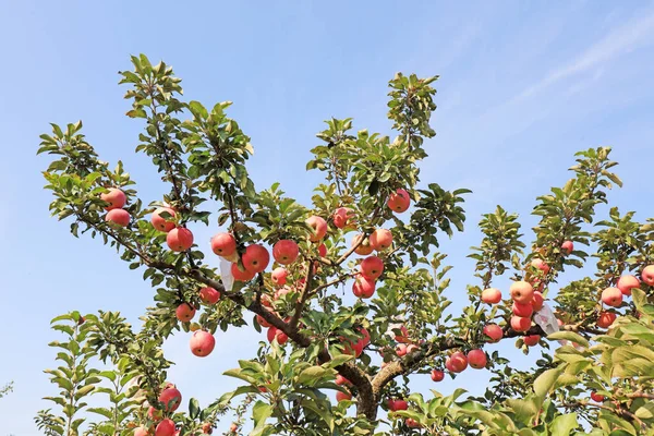 Fuji apple in the orchard