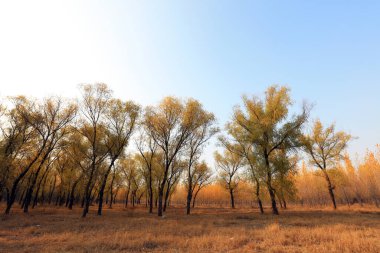 Sonbaharda ağaçlar fotoğrafın yakın çekimini yapar.