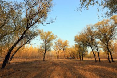 Sonbaharda ağaçlar fotoğrafın yakın çekimini yapar.