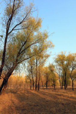 Sonbaharda ağaçlar fotoğrafın yakın çekimini yapar.
