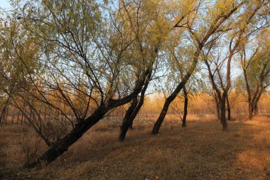 Sonbaharda ağaçlar fotoğrafın yakın çekimini yapar.