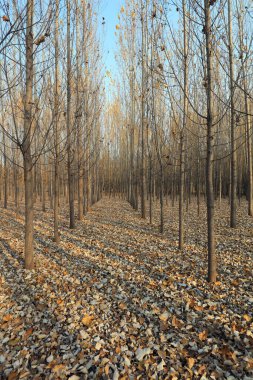 Sonbaharın sonlarında orman manzarası