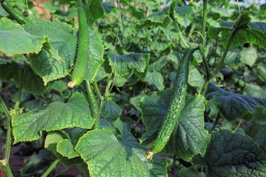 Seradaki salatalıklar fotoğrafa yakın.