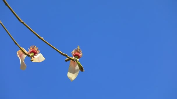 Magnolia Blauwe Lucht Achtergrond Noord China — Stockvideo