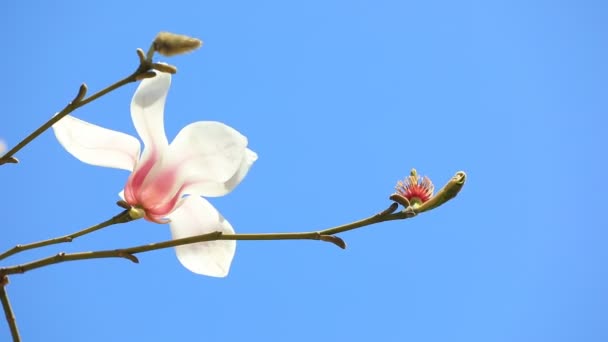 Magnolia Μπλε Φόντο Ουρανό Βόρεια Κίνα — Αρχείο Βίντεο