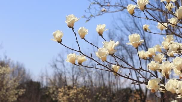 Magnolia Μπλε Φόντο Ουρανό Βόρεια Κίνα — Αρχείο Βίντεο