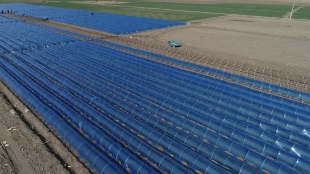 Фермери Садять Імбир Покритий Пластиковою Плівкою Північний Китай — стокове відео