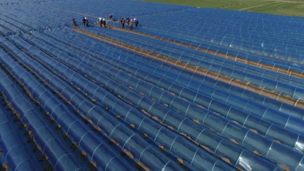 Çiftçiler Zencefil Ekiyor Plastik Film Kaplı Kuzey Çin — Stok video