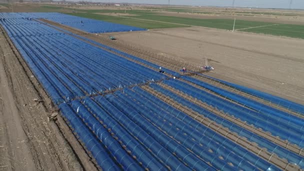 Çiftçiler Zencefil Ekiyor Plastik Film Kaplı Kuzey Çin — Stok video