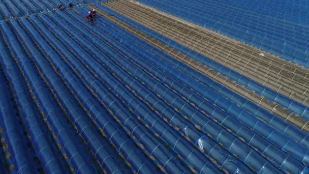 Los Agricultores Están Plantando Jengibre Cubierto Con Película Plástico Norte — Vídeo de stock
