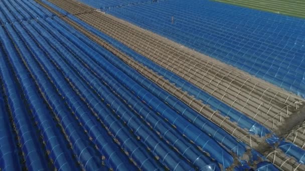 中国北方农民正在种植覆满塑料膜的生姜 — 图库视频影像
