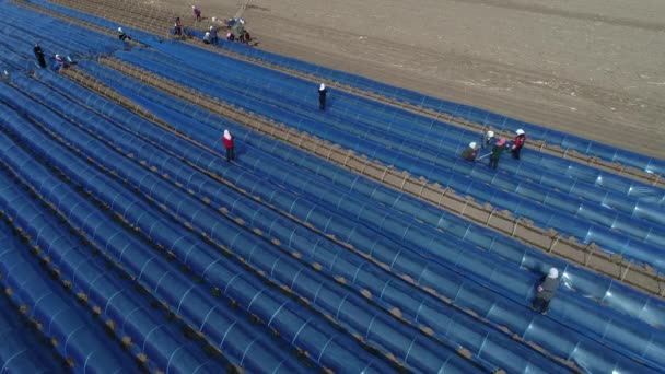 Фермеры Сажают Имбирь Покрытый Пластиковой Пленкой Северный Китай — стоковое видео