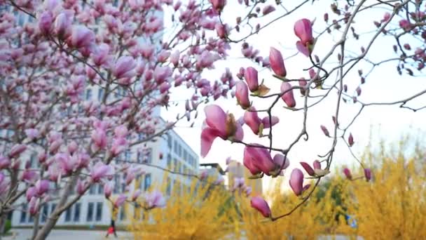 Magnolia Fleurs Dans Brise — Video