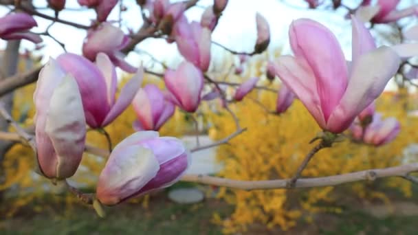 Magnolia Bloemen Wind — Stockvideo