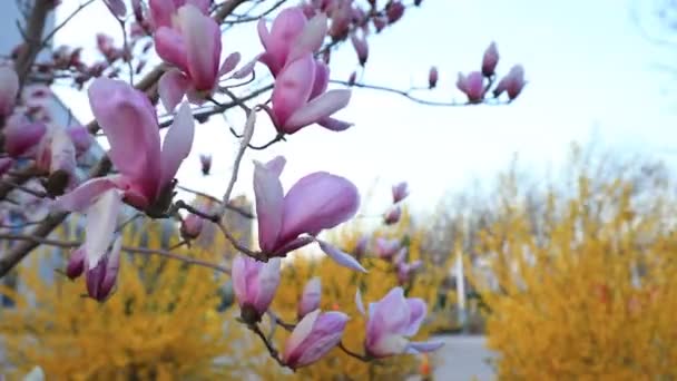 風の中のマグノリアの花 — ストック動画