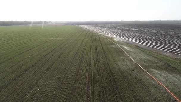 Обладнання Зрошення Спринклерів Пшеничних Полях Luannan County Провінція Хебей Китай — стокове відео