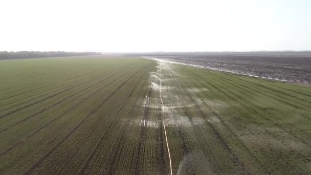 Орошение Дождевателями Пшеничных Полях Луаннан Провинция Хэбэй Китай — стоковое видео