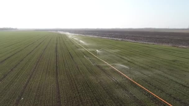 Орошение Дождевателями Пшеничных Полях Луаннан Провинция Хэбэй Китай — стоковое видео