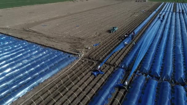 Agricultores Estão Plantando Gengibre Coberto Com Filme Plástico Norte China — Vídeo de Stock