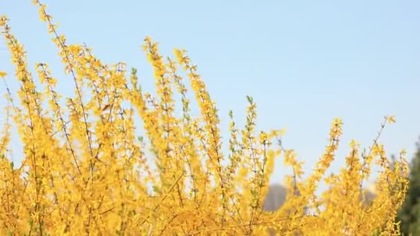 Forsythia Flowers Breeze — Stock Video