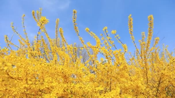 Rüzgarda Kavrulan Çiçekler — Stok video