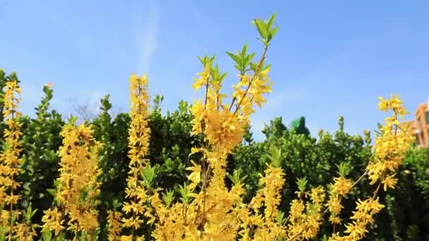 Forsythia Blommor Vinden — Stockvideo