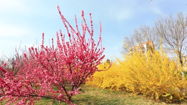 Цветы Форситии Вязы Парке Луаньнань Провинция Хэбэй Китай — стоковое видео