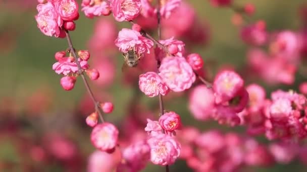 中国河北省阮南县公园里的榆树花 — 图库视频影像
