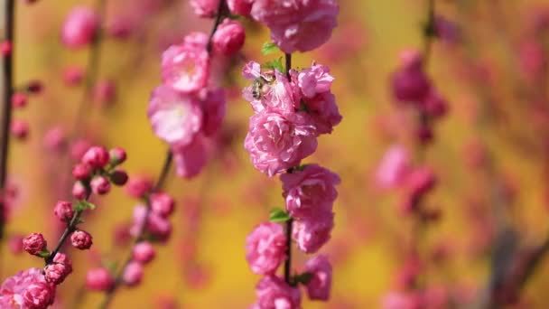 Elm Blossom Parque Luannan County Província Hebei China — Vídeo de Stock