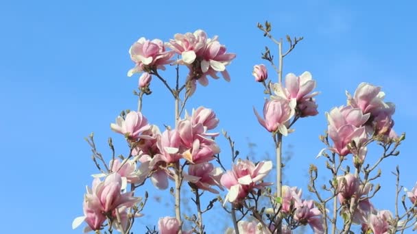 Μανόλια Λουλούδια Στο Αεράκι — Αρχείο Βίντεο