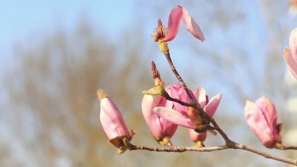 Magnolia Virágok Szellőben — Stock videók