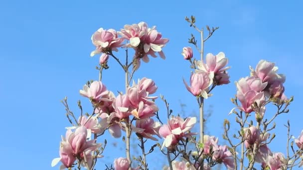 Μανόλια Λουλούδια Στο Αεράκι — Αρχείο Βίντεο