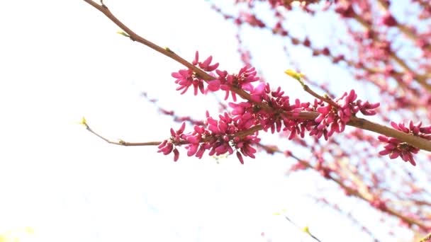 Bauhinia Flower Breeze — Stock video