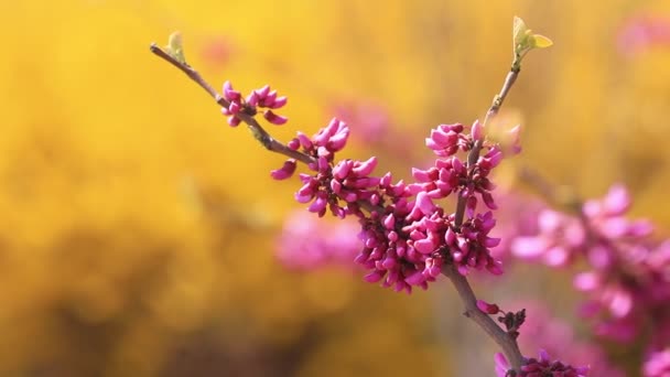 Цветок Баухинии Ветру — стоковое видео